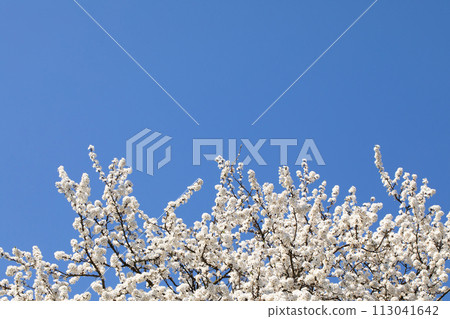Mirabelle plum in the spring is often showered with a million white flowers. 113041642