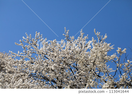 Mirabelle plum in the spring is often showered with a million white flowers. 113041644