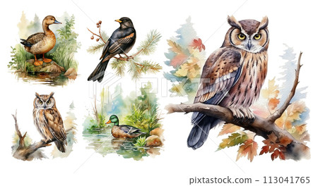 Woodland birds watercolor forest illustration set isolated on white background 113041765