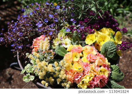 報春花種植 113041824