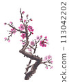 Watercolor plum blossom - Japanese cherry tree isolated on white background. Watercolor branch sakura blossom. 113042202