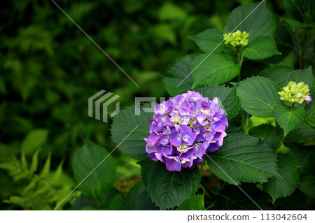 Light purple hydrangea blooming beautifully amid fresh greenery 113042604