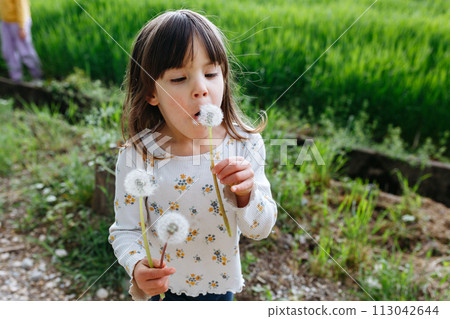 Child blowing dandelions outside in a green field 113042644