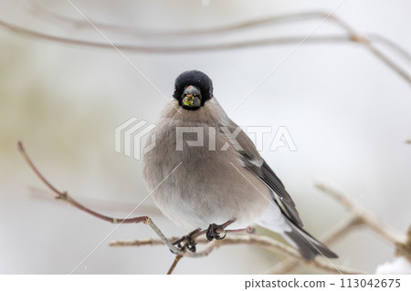 A heron perches on a branch and eats buds. A heron perches on a branch and eats buds. 113042675