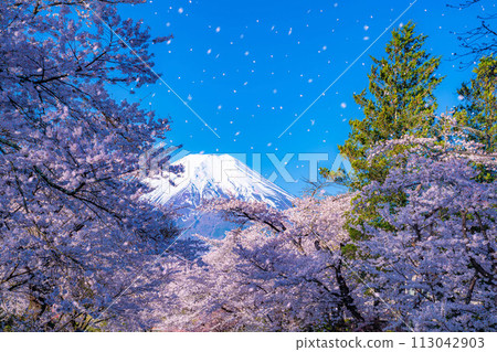 [Sakura blizzard] Cherry blossoms in Oshino Village, Mt. Fuji, and cherry blossom blizzard [Yamanashi Prefecture] 113042903