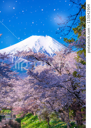 [櫻花暴風雪]富士山忍野村的櫻花和櫻花暴風雪[山梨縣] 113042904