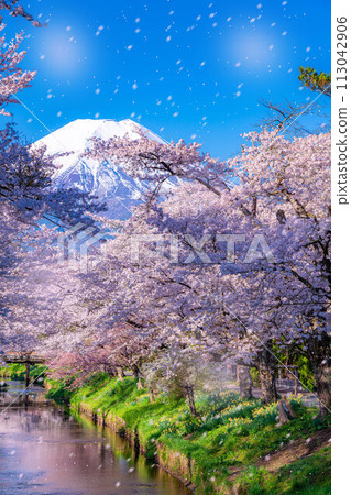 [櫻花暴風雪]富士山忍野村的櫻花和櫻花暴風雪[山梨縣] 113042906