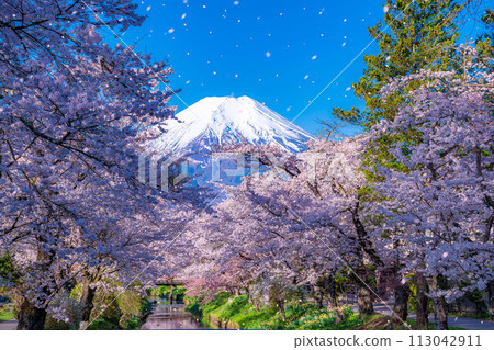 [櫻花暴風雪]富士山忍野村的櫻花和櫻花暴風雪[山梨縣] 113042911
