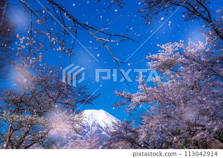 [櫻花暴風雪]富士山忍野村的櫻花和櫻花暴風雪[山梨縣] 113042914
