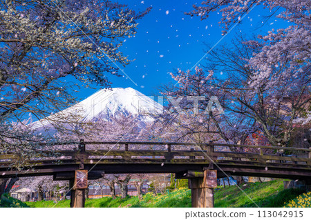 [櫻花暴風雪]富士山忍野村的櫻花和櫻花暴風雪[山梨縣] 113042915