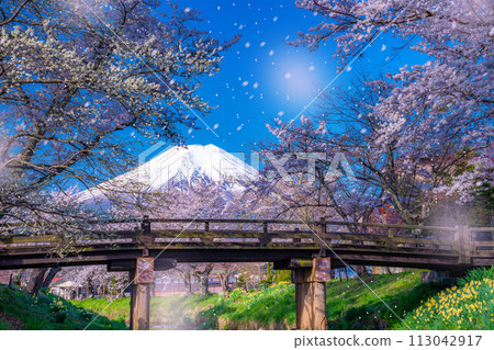 [Sakura blizzard] Cherry blossoms in Oshino Village, Mt. Fuji, and cherry blossom blizzard [Yamanashi Prefecture] 113042917