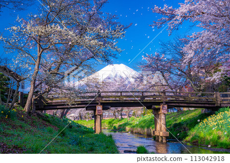 [Sakura blizzard] Cherry blossoms in Oshino Village, Mt. Fuji, and cherry blossom blizzard [Yamanashi Prefecture] 113042918