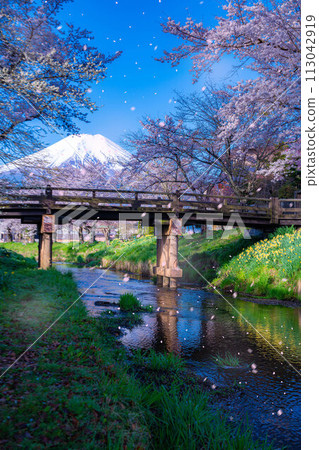 [Sakura blizzard] Cherry blossoms in Oshino Village, Mt. Fuji, and cherry blossom blizzard [Yamanashi Prefecture] 113042919