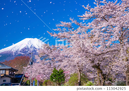 [櫻花暴風雪]富士山忍野村的櫻花和櫻花暴風雪[山梨縣] 113042925