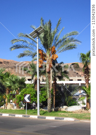 Egyptian palm trees near the old city of Sharm El Sheikh 113042936
