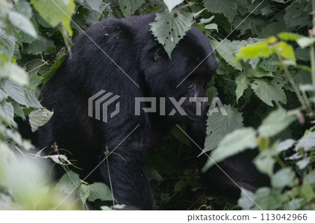 silverback Mountain Gorilla, Uganda silverback Mountain Gorilla, Uganda 113042966