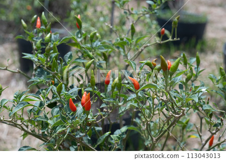 Chili cultivation 113043013