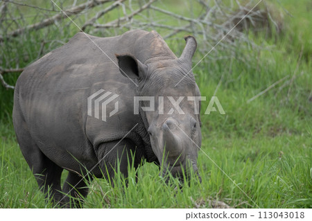 rhino in Uganda rhino in Uganda 113043018