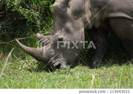 rhino in Uganda rhino in Uganda 113043022
