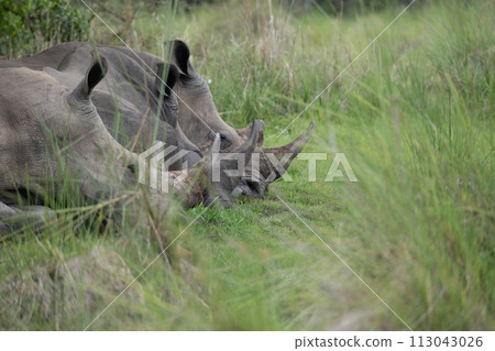 rhino in Uganda rhino in Uganda 113043026