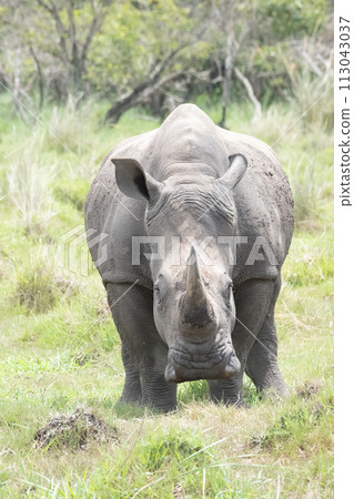 rhino in Uganda rhino in Uganda 113043037