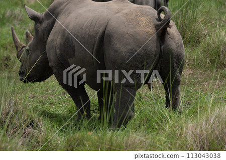 rhino in Uganda 113043038