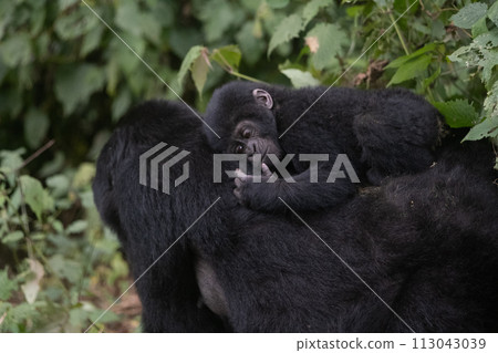 silverback Mountain Gorilla, Uganda 113043039