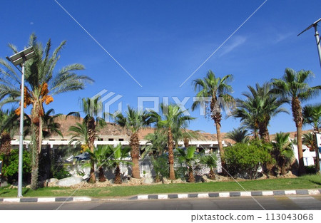 Alley of date palms near the road  in the Old city of Sharm El Sheikh. Egypt 113043068