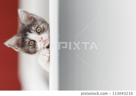 Kitten in the window side Kitten in the window side 113043210