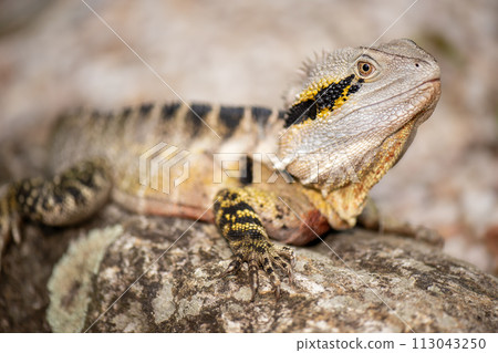 Australian Water Dragon Australian Water Dragon 113043250