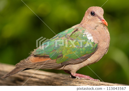 Pacific Emerald Dove 113043567