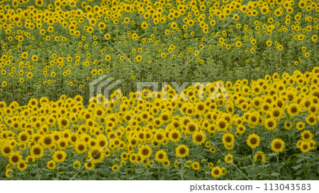 A field of sunflowers spreading all over (Hiruzen Plateau) 113043583