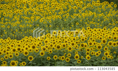 A field of sunflowers spreading all over (Hiruzen Plateau) 113043585