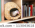 Female silver sparrow in a pot nest between bookshelves 113043618