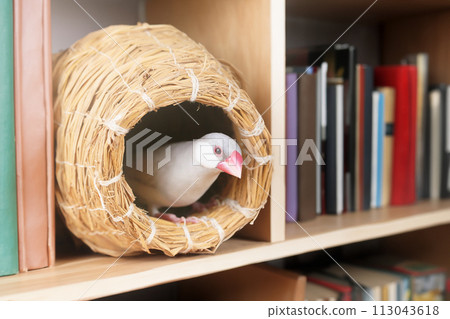 書架之間的鍋巢中的雌性銀麻雀 書架之間的鍋巢中的雌性銀麻雀 113043618