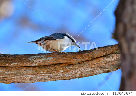 A beautiful nuthatch can be seen in winter during bird watching in the mountains. 113043674