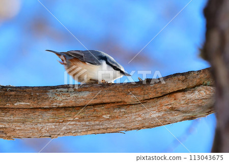 A beautiful nuthatch can be seen in winter during bird watching in the mountains. A beautiful nuthatch can be seen in winter during bird watching in the mountains. 113043675