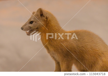 Ezo sable baring its fangs 113043718