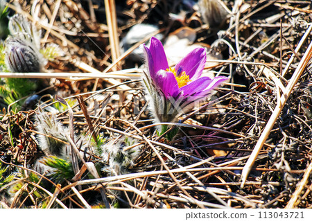 Pulsatilla patens blooms in the meadow. Close-up of flowering dream grass Pulsatilla patens blooms in the meadow. Close-up of flowering dream grass 113043721
