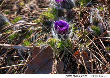 Pulsatilla patens blooms in the meadow. Close-up of flowering dream grass Pulsatilla patens blooms in the meadow. Close-up of flowering dream grass 113043722