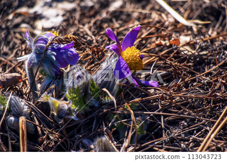 Pulsatilla patens blooms in the meadow. Close-up of flowering dream grass Pulsatilla patens blooms in the meadow. Close-up of flowering dream grass 113043723