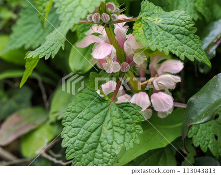 Landscape with dead nettle Landscape with dead nettle 113043813