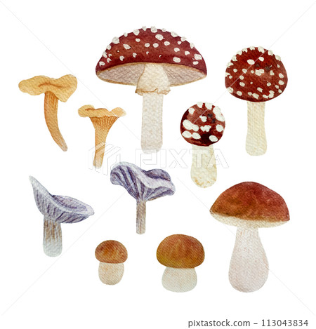 Wild mushroom watercolor set isolated on white. Porcini, Chanterelle, Fly agaric and Collybia nuda 113043834