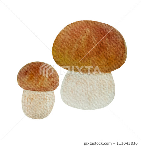 Watercolor porcini mushroom isolated on white 113043836