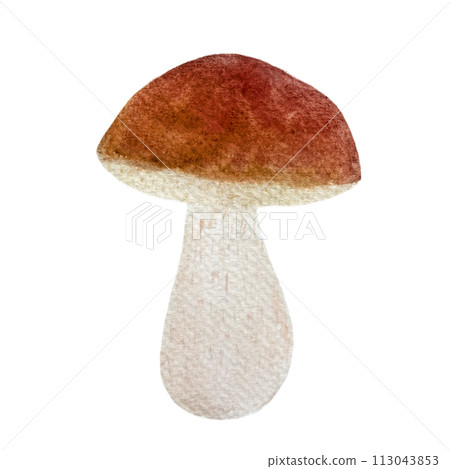 Watercolor porcini mushroom isolated on white Watercolor porcini mushroom isolated on white 113043853