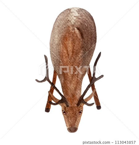 Deer watercolor flat illustration isolated on white Deer watercolor flat illustration isolated on white 113043857