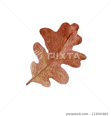 Oak leaf watercolor illustration isolated on white Oak leaf watercolor illustration isolated on white 113043861