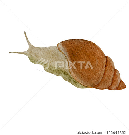 Snail watercolor flat illustration isolated on white Snail watercolor flat illustration isolated on white 113043862