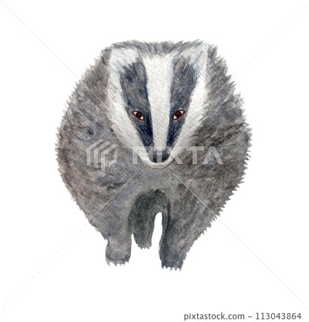 Badger watercolor flat illustration isolated on white 113043864
