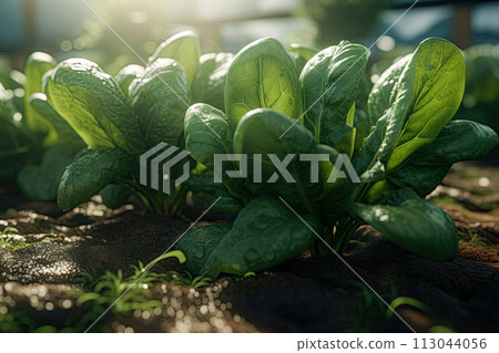 Spinach in the garden on a sunny day. Generative Ai image 113044056